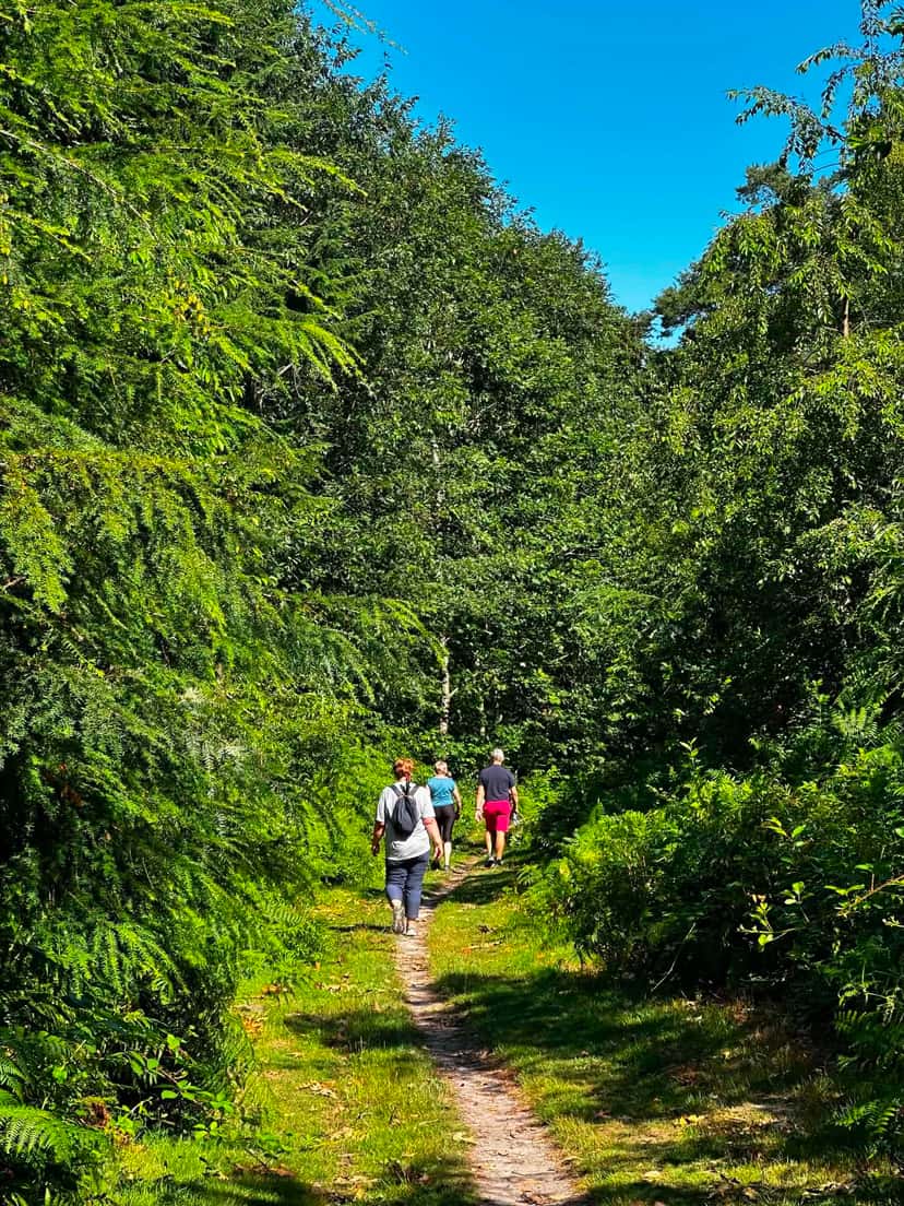 Sentier ombragé au cœur des bois, en plein été